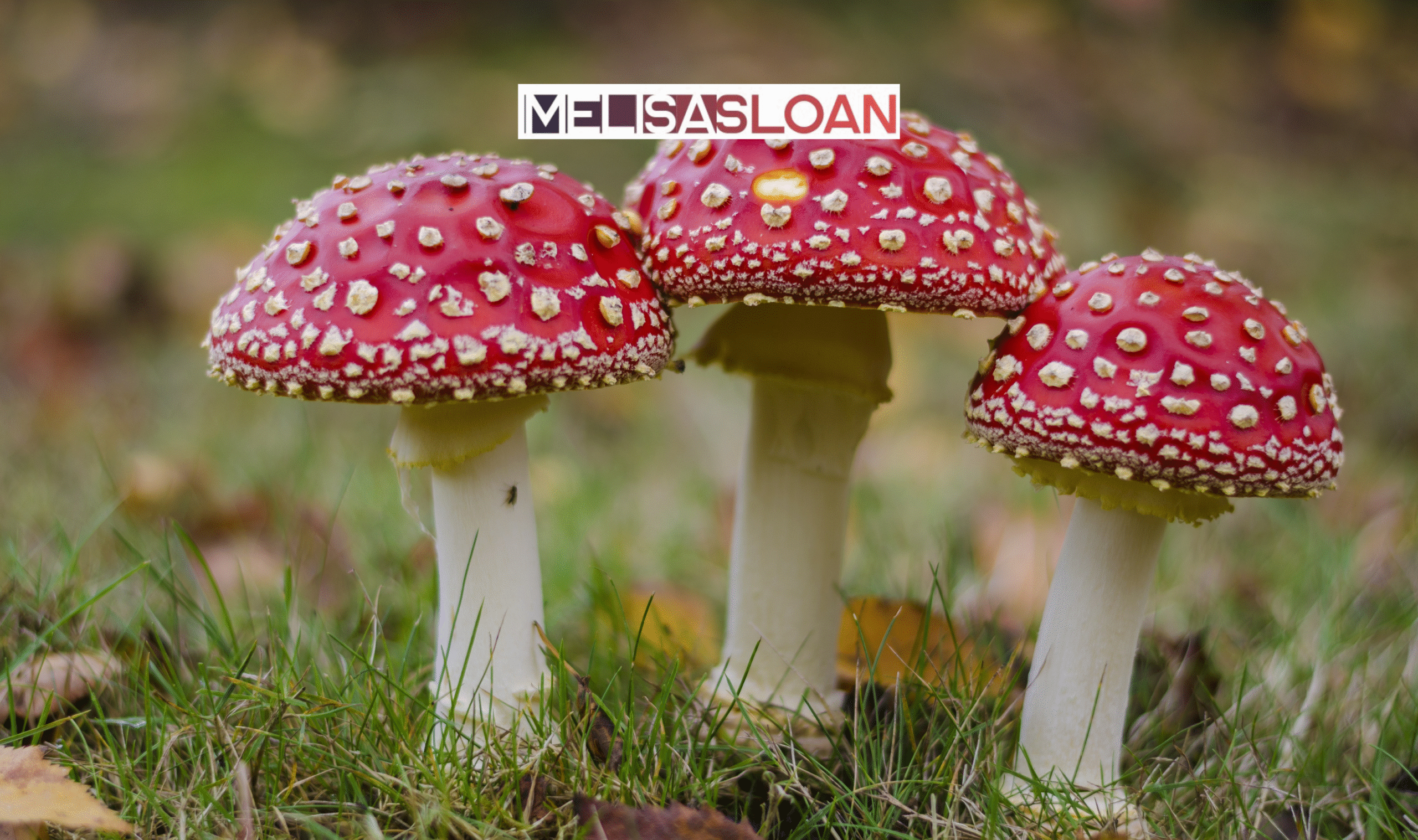 mushroom puns one liners